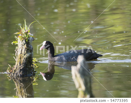 Eurasian coot Fulica atra, also known as the common coot swimming in the water of green pond with Eurasian coot Fulica atra, also known as the common coot swimming in the water of green pond with 54773395