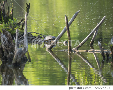 Red-eared slider turtle with Trachemys scripta elegans stand on tree root on green pond water with Red-eared slider turtle with Trachemys scripta elegans stand on tree root on green pond water with 54773397