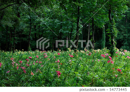 Colorful lily flower with drops of water on the hill Colorful lily flower with drops of water on the hill 54773445