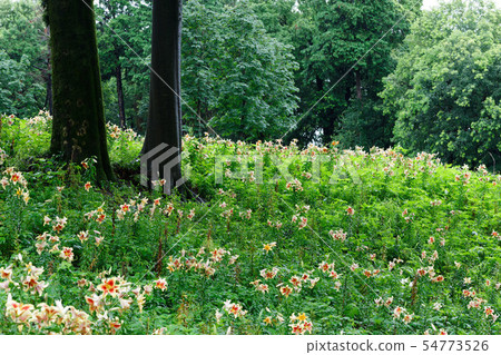 Colorful lily flower with drops of water on the hill Colorful lily flower with drops of water on the hill 54773526