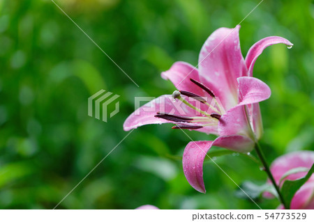 Water droplets on pink lily flower Water droplets on pink lily flower 54773529