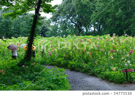 Colorful lily flower with drops of water on the hill 54773530