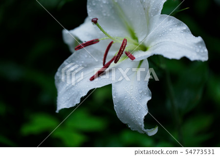 Water lily on a white lily flower 54773531