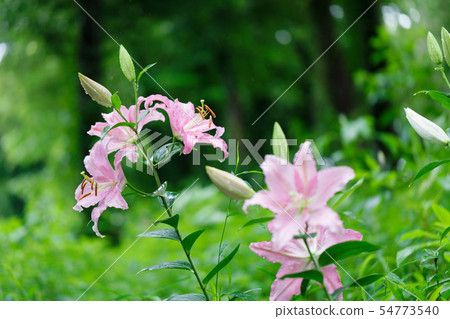 Water drops on a pale pink lily flower Water drops on a pale pink lily flower 54773540