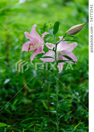 Water drops on a pale pink lily flower Water drops on a pale pink lily flower 54773541