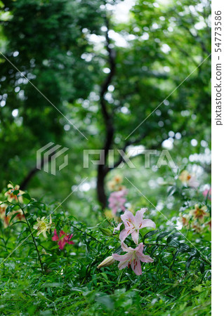 Water drops on a pale pink lily flower Water drops on a pale pink lily flower 54773586