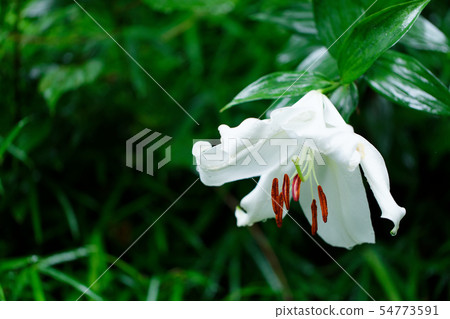Water lily on a white lily flower Water lily on a white lily flower 54773591