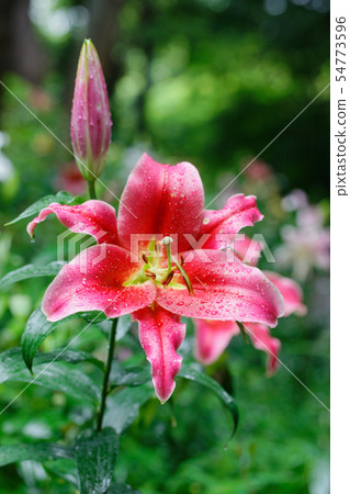 在紅色百合花的荷花 54773596