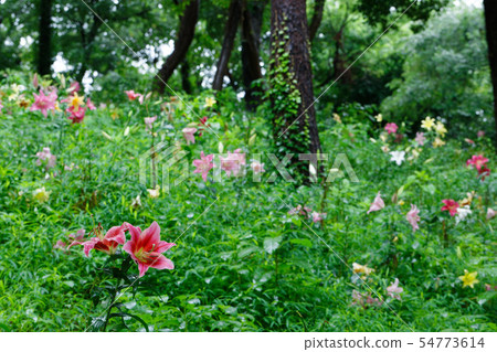 與水滴的五顏六色的庭院百合花 與水滴的五顏六色的庭院百合花 54773614