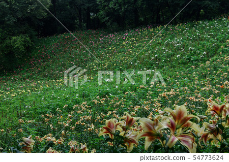 Colorful lily flower with drops of water on the hill Colorful lily flower with drops of water on the hill 54773624