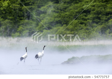 起重機鳴叫 54773757