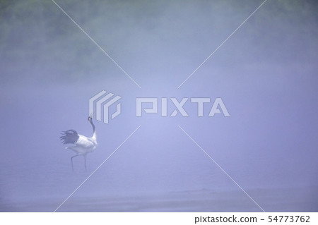 晨霧和棕褐色的蝴蝶 54773762