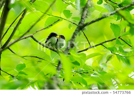 一窩鷹蛾依偎著 54773766