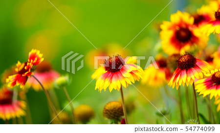 Echinacea 16: 9 54774099