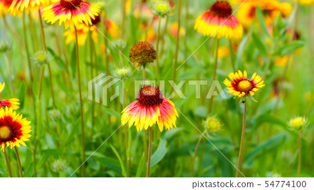 Echinacea 16: 9 Echinacea 16: 9 54774100