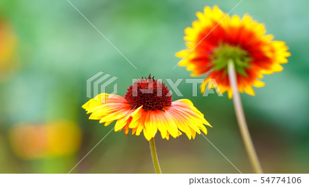 Echinacea 16: 9 Echinacea 16: 9 54774106