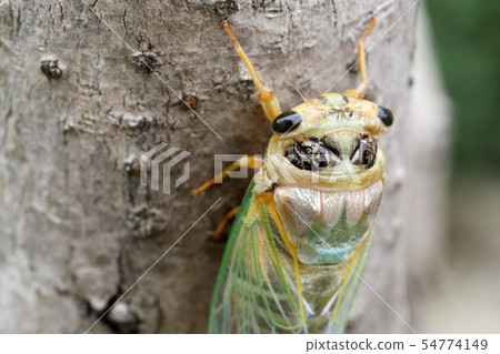蟬孵化 54774149
