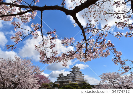 Himeji City, Hyogo Prefecture, Japan Himeji Castle, a World Heritage Site A beautiful cherry blossom, blue sky and a castle tower Himeji City, Hyogo Prefecture, Japan Himeji Castle, a World Heritage Site A beautiful cherry blossom, blue sky and a castle tower 54774712