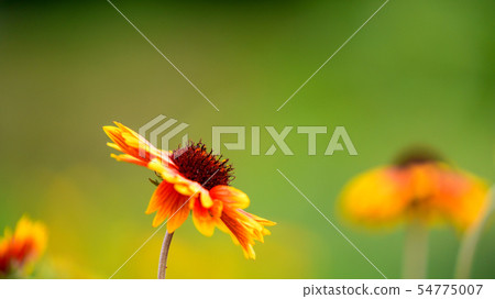 紫錐菊16:9 紫錐菊16:9 54775007