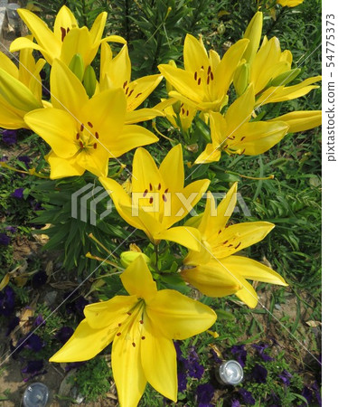 Lily flower Eldivo 54775373