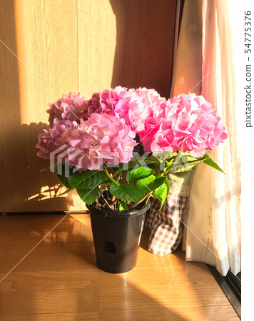 粉紅色的花來裝飾房間 54775376