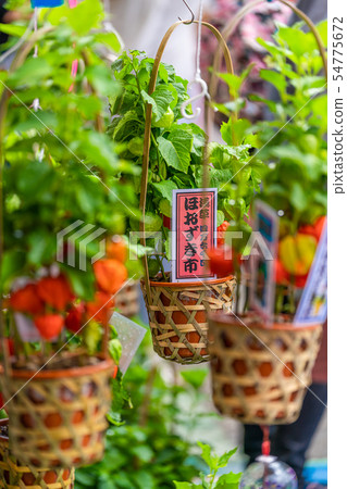 [Summer in Japan] Tokyo Asakusa Hooshiki City (Shimantoi) 54775672