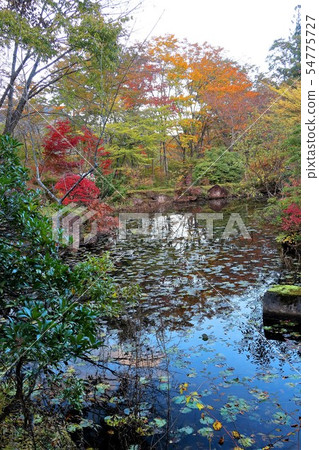 Autumn leaves on the waterside Autumn leaves on the waterside 54775727