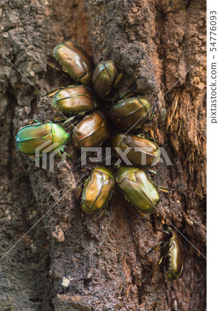 夏天昆蟲cannaben 54776093