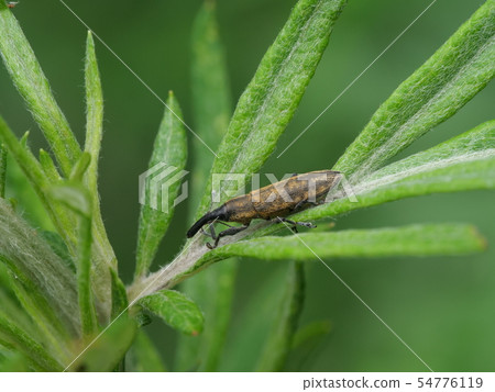 Long-tailed weevil Long-tailed weevil 54776119