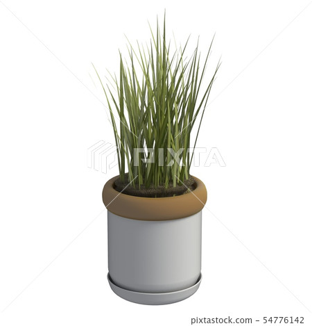 Home plant 3d illustration isolated on the white background Home plant 3d illustration isolated on the white background 54776142