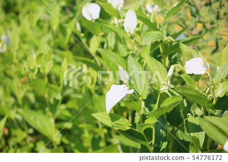 Hange show flower 54776172