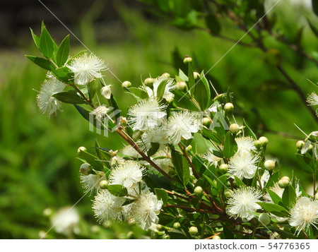 Fir flower Fir flower 54776365
