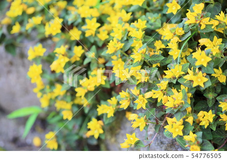 Ricimakia的花午夜太陽 Ricimakia的花午夜太陽 54776505