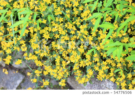 Ricimakia的花午夜太陽 Ricimakia的花午夜太陽 54776506