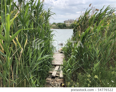 Pond with high green reeds a place for fishing Pond with high green reeds a place for fishing 54776522