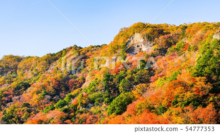 秋天的樹葉 54777353