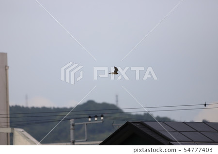 蜥蜴,搞定! 蜥蜴,搞定! 54777403