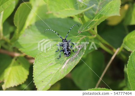 Spotted longhorn beetle + hydrangea 54777404