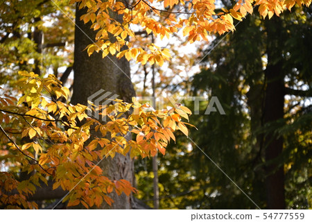 川崎市中原區的神社 川崎市中原區的神社 54777559