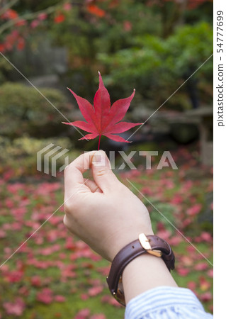 秋天的楓葉 秋天的楓葉 54777699