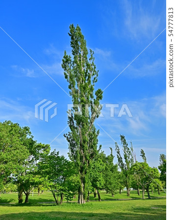 A scene of the park wrapped in fresh green 54777813