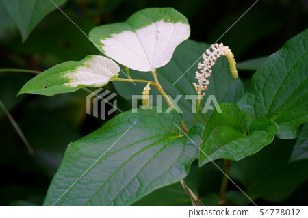 有部分白色葉子的半夏天學生 54778012