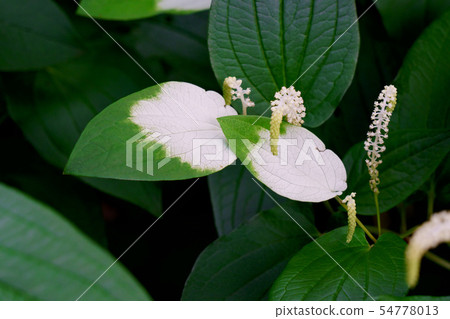 有部分白色葉子的半夏天學生 54778013