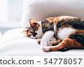 Sleeping cat 54778057