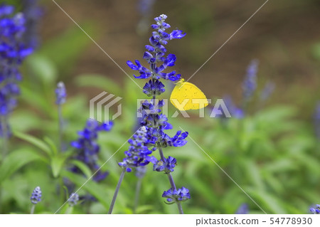 A butterfly that sucks honey of blue salvia A butterfly that sucks honey of blue salvia 54778930
