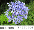 Agapanthus微笑 Agapanthus微笑 54779296