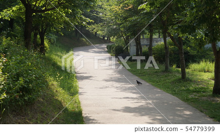 Unpaved roads and black birds in the woods Unpaved roads and black birds in the woods 54779399
