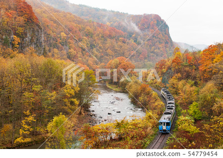 Ishikita主線的秋葉 54779454