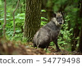 antelope 54779498
