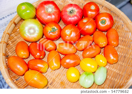 Tomato harvest 54779682